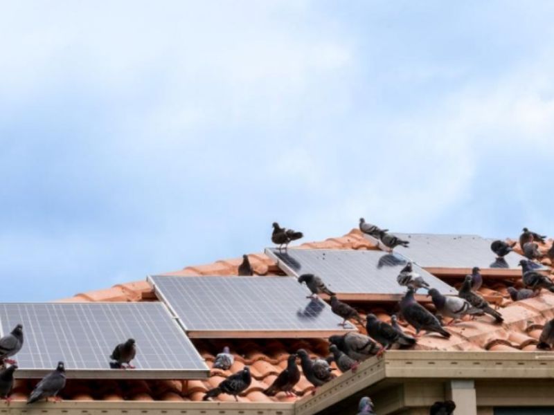 Pigeons sitting on solar panels on a tiled roof